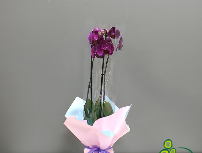 Purple Orchid big with 2 Branches photo